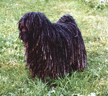 Hungarian Puli Wire Basket Dog Muzzles Size Chart - Hungarian Puli muzzle