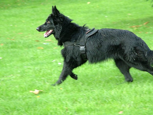 Raven wearing our All Weather dog harness for tracking / pulling Designed to fit German Shepherd- H6