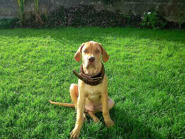 Riley wearing our exclusive 2 ply leather agitation dog collar-C33NH - Click Image to Close