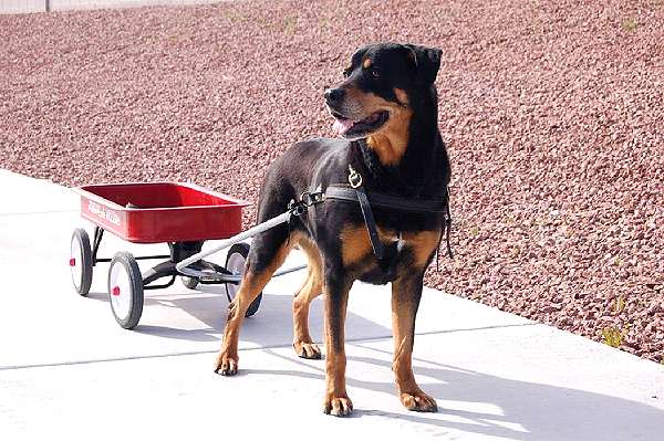 Brandy wearing our exclusive Tracking / Pulling / Agitation Leather Dog Harness For Rottweiler H5