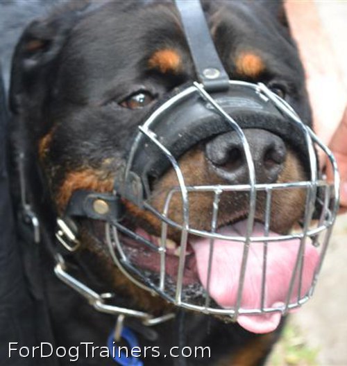 Tonka in stylish Basket Dog Muzzles (All Sizes)