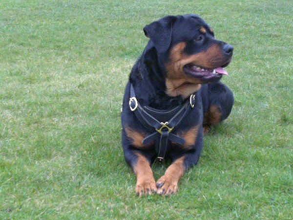 Gorgeous Rottweiler wearing our Tracking / Walking dog harness made of leather H3