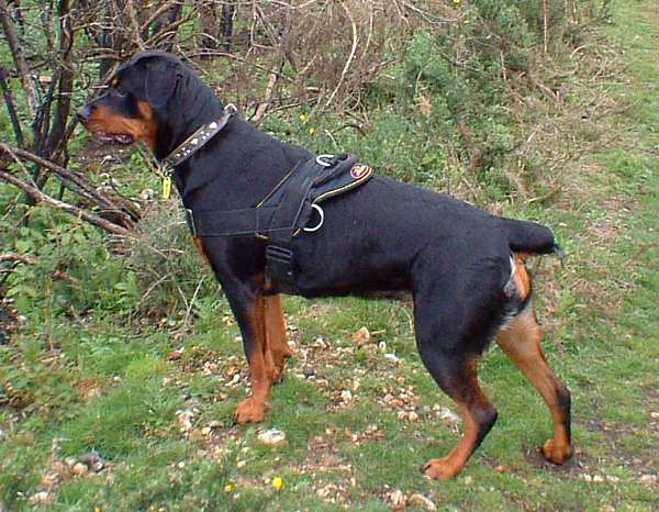 All Weather dog harness for tracking / pulling Designed to fit Rottweiler - H6_1