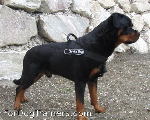 Rottweiler better control everyday all weather dog harness - H17