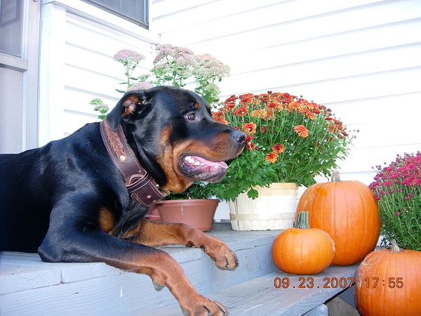 Gorgeous Wide 2 Ply Leather Dog Collar - Fashion Exclusive Design