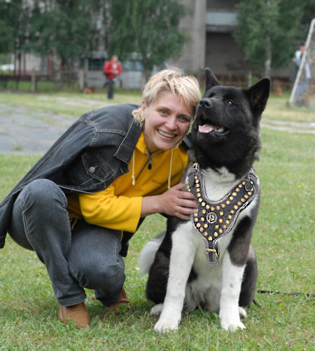 Akita Inu Royal Dog Harness - Exclusive Studded Leather Harness