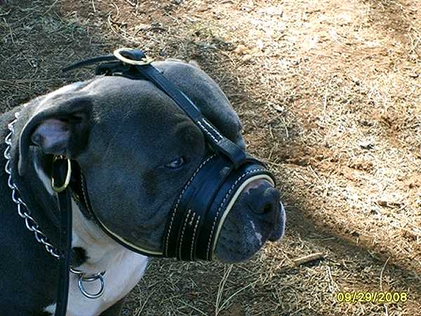 Anti-barking Nappa Padded Leather Dog Muzzle for Pitbull
