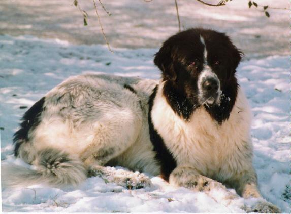 Saint Bernard Wire Basket Dog Muzzles Size Chart - Saint Bernard muzzle - Click Image to Close