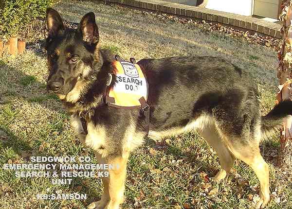 Great looking Samson wearing our Luxury handcrafted leather dog harness H7