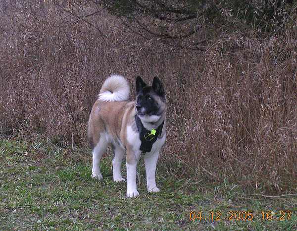 Exclusive Luxurious Handcrafted Padded Leather Dog Harness Perfect for your Akita H10