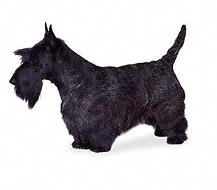 Scottish Terrier (Scottie) Wire Basket Dog Muzzles Size Chart - Scottish Terrier (Scottie) muzzle