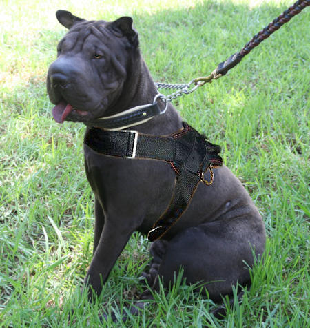 Sharpei Nylon multi-purpose dog harness pulling Chinese Shar-Pei - Click Image to Close