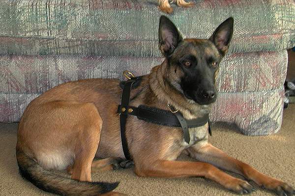 Tracking / Pulling / Agitation Leather Dog Harness For Belgian Malinois H5