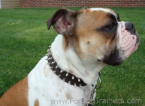 Tank English Bulldog looks wonderful in Leather Spiked Dog Collar - s33