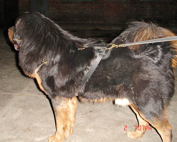 Luxury handcrafted leather dog harness made To Fit Tibetan Mastiff H7 - Click Image to Close