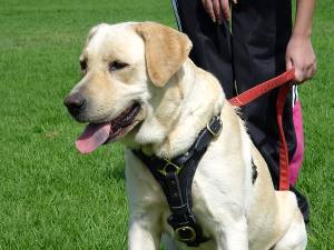 Tracking Walking leather dog harness- Labrador Retriever harness