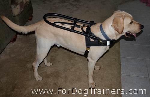 Short leather dog leash - L8 - perfectly fits Trapper's new Guide Harness - Click Image to Close