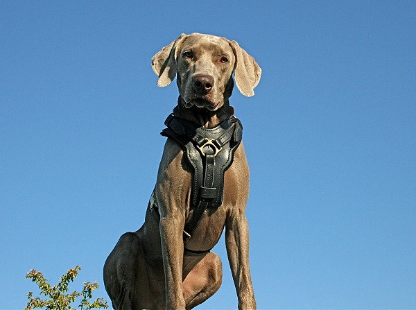 Amigo wearing Training Handcrafted Padded Leather Dog Harness H10 - Click Image to Close