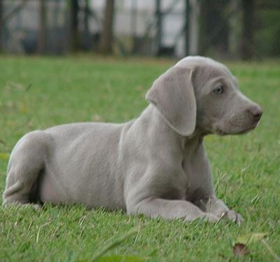 Weimaraner Wire Basket Dog Muzzles Size Chart - Weimaraner muzzle - Click Image to Close