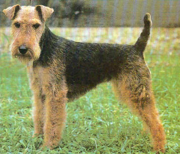 Welsh Terrier Wire Basket Dog Muzzles Size Chart - Welsh Terrier muzzle - Click Image to Close