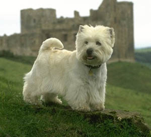 West Highland White Terrier Wire Basket Dog Muzzles Size Chart - West Highland White Terrier muzzle - Click Image to Close