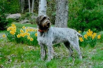 Wirehaired Pointing Griffon Wire Basket Dog Muzzles Size Chart - Wirehaired Pointing Griffon muzzle