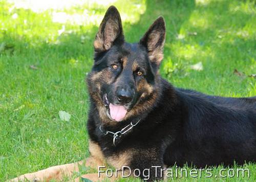 Xander German Shepherd looks happy with his new FUR SAVER - 51604(02) ( Made in Germany )