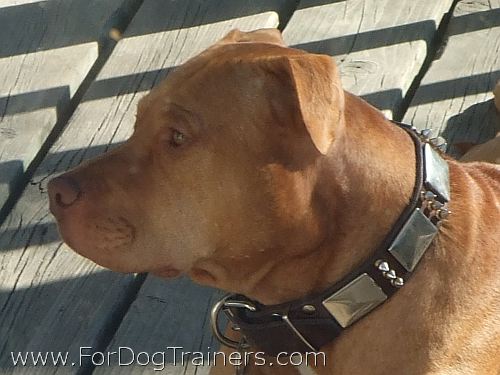 Zeus looking Gorgeous wearing War Leather Dog Collar - C84 (old brass massive plates +3 nickel spikes)40% DISCOUNT