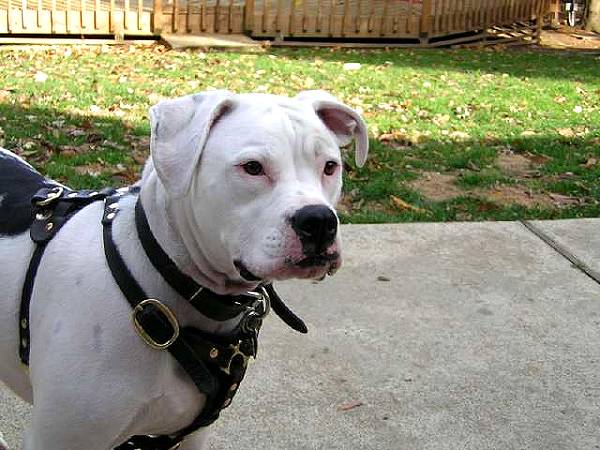 Great looking American bulldog wearing our Luxury handcrafted leather dog harness H3