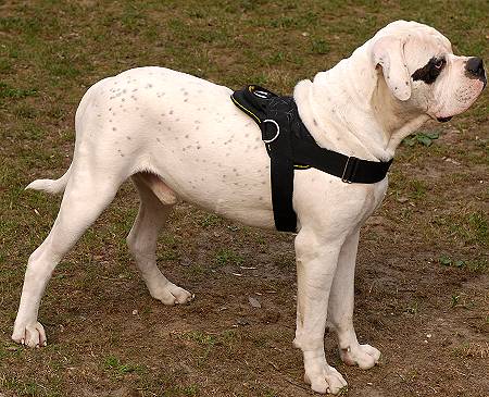 All Weather dog harness for tracking / pulling Designed to fit American Bulldog