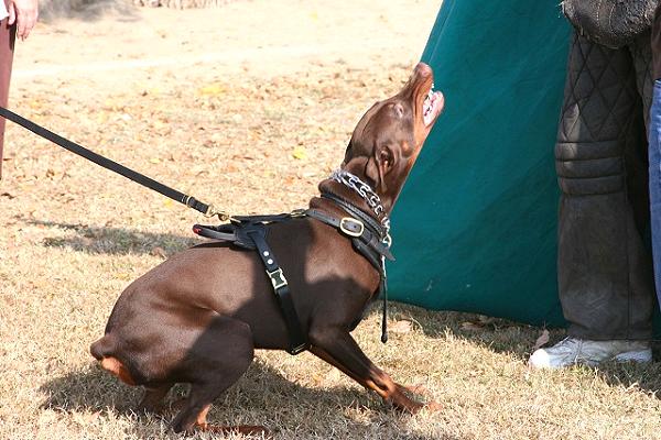 Exclusive Luxurious Handcrafted Padded Leather Dog Harness Perfect for your Doberman H10_1