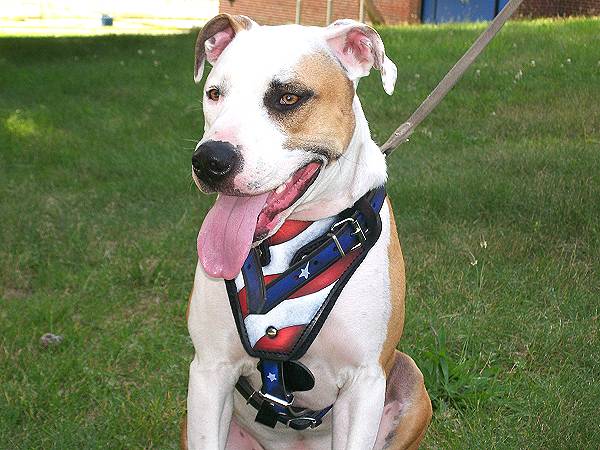 Hand painted by our artists-American pride Agitation / Protection / Attack Leather Dog Harness - H1-AP_1