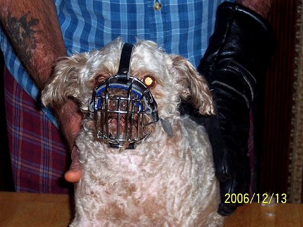 Pekepoo Wire Basket Dog Muzzles Size Chart - Pekepoo muzzle_1 - Click Image to Close