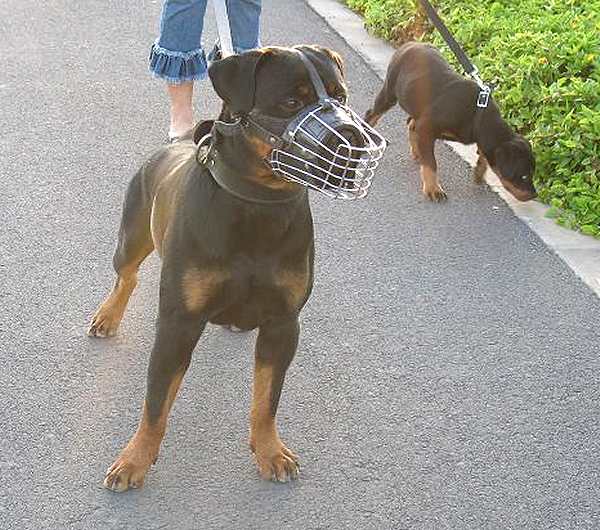 Basket Wire Dog Muzzle Light For Rottweiler - M4light_1 - Click Image to Close