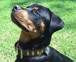 Doggie wearing our Gorgeous Wide Leather Dog Collar - Fashion Exclusive Design - Click Image to Close