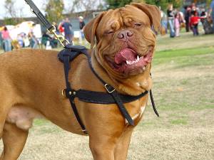 Tracking / Pulling / Agitation Leather Dog Harness For Dogue De Bordeaux H5 - Click Image to Close