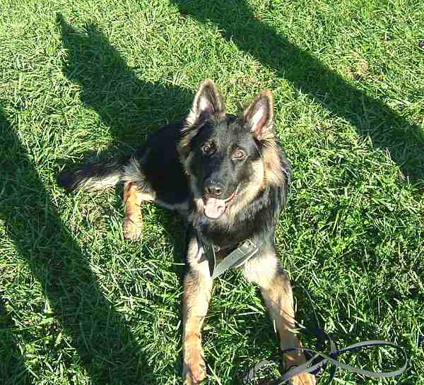 German Shepherd Agitation Leather Dog Harness with Handle