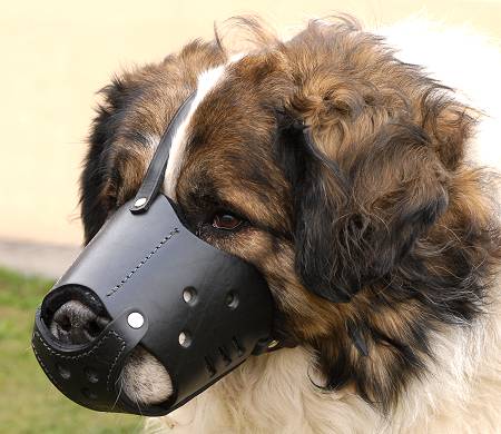 Everyday Kaukazian Ovcharka Leather dog muzzle - product code M51 - Click Image to Close