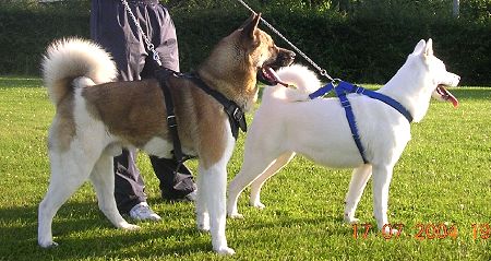 Jack and Kody wearing our Agitation / Protection / Attack Leather Dog Harnesses H1 - Click Image to Close