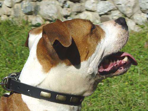 Gorgeous Leather Dog Collar - Fashion Exclusive Design