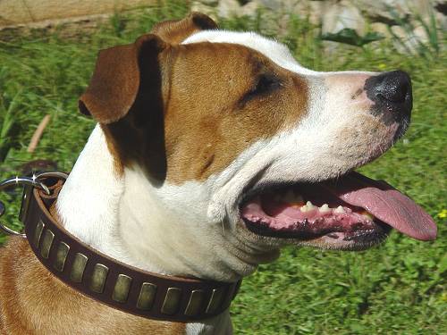 Gorgeous Wide Leather Dog Collar - Fashion Exclusive Design_16