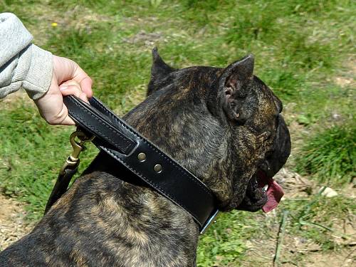 2 ply wide leather dog collar with handle-C33_1 - Click Image to Close