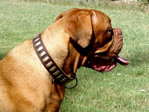 Designer Leather Dog Collar with 2 Rows of Silvery Spikes