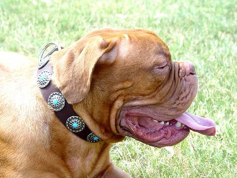 Designer Leather Dog Collar with 2 Rows of Silvery Spikes