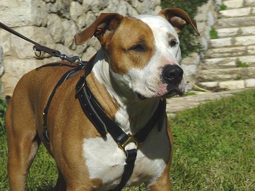 Luxury handcrafted dog harness - Amstaff - Click Image to Close