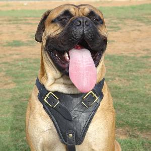 Mastiff Leather Dog Harness- Large Harness,Extra Large Harness - Click Image to Close