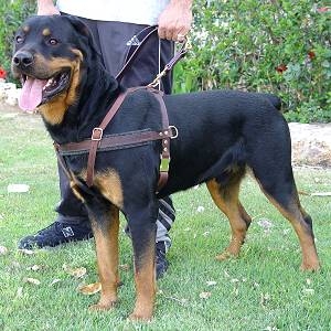 Strong Dog Harness for Attack Training and Daily Walking