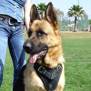 Strong Dog Harness for Attack Training and Daily Walking