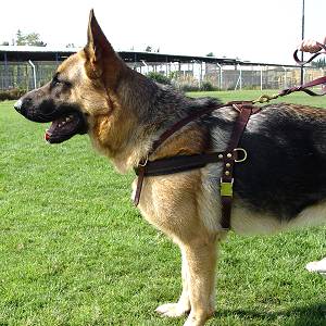 Strong Dog Harness for Attack Training and Daily Walking