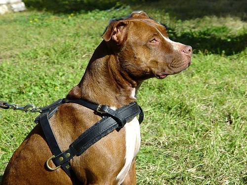 Strong Dog Harness for Attack Training and Daily Walking